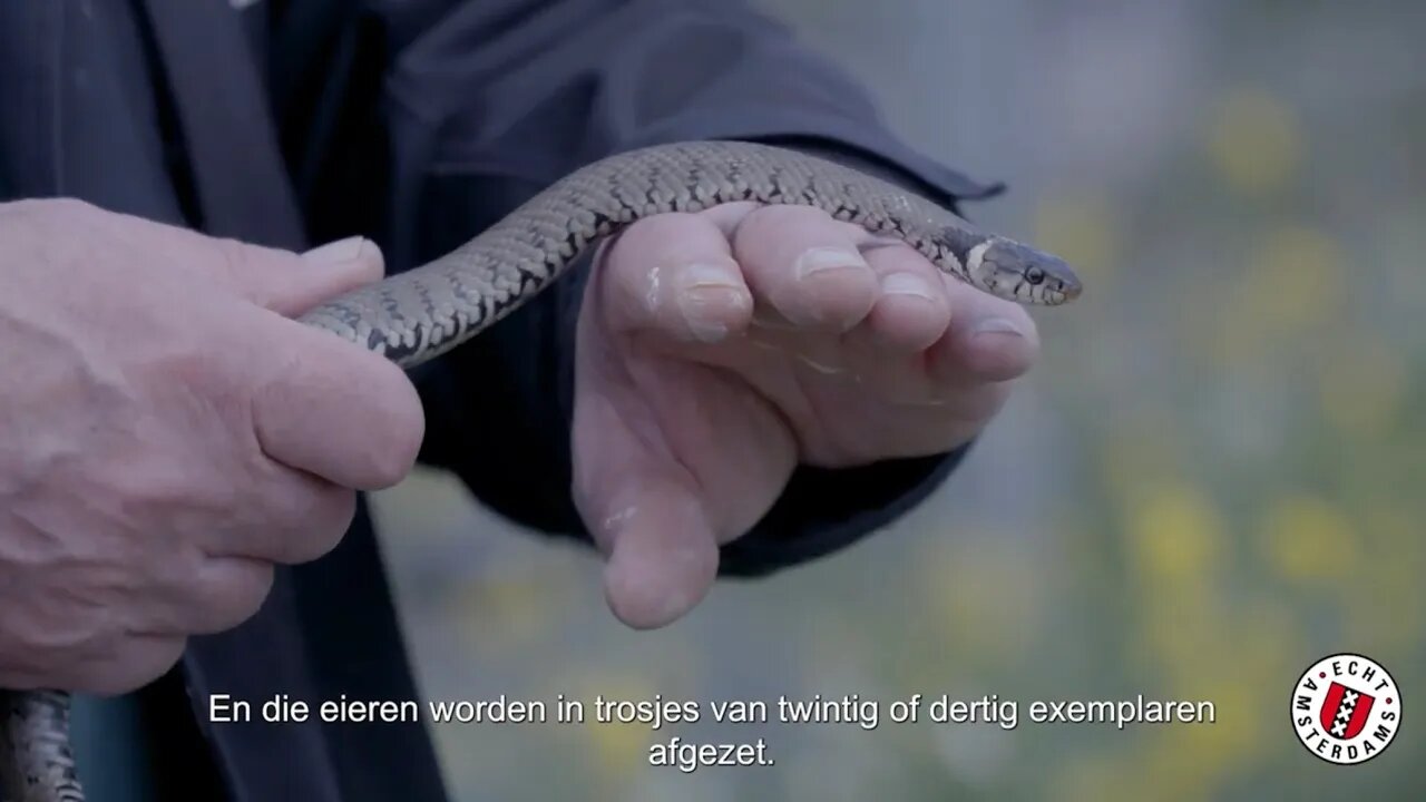 Ringslang